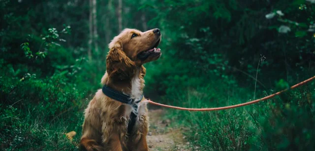 La gestione dell'ansia da separazione nei cani